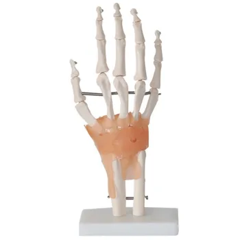 1:1 Življenju Velikosti Človeške Roke Skupnega S Križne Vezi Anatomija Model Medicinske Znanosti Učne Vire Dropshipping